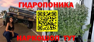 крисы Кандалакша